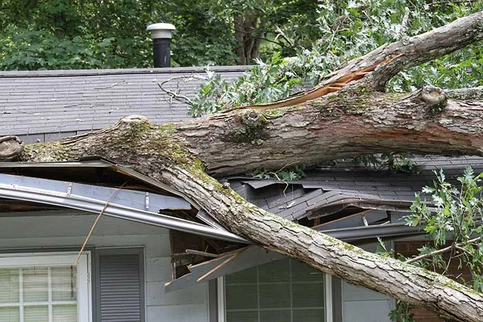 Tree fallen across a home roof after a storm